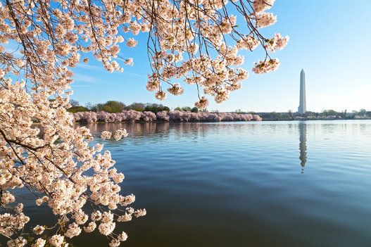 National Monument and Tidal Basin waters during cherry blossom festival.