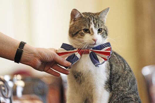The Downing Street Cat Gets In The Royal Wedding Spirit