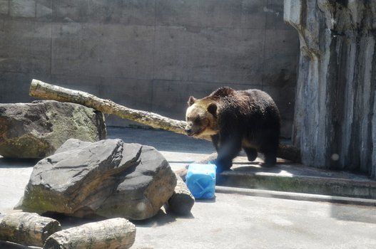 旭山動物園 地元で根強い人気 アムールトラの赤ちゃん公開 画像集 ハフポスト News