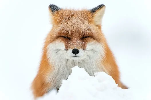 雪だ ピョーン あれ シーツを雪原と勘違いしたキツネが可愛すぎる ハフポスト News