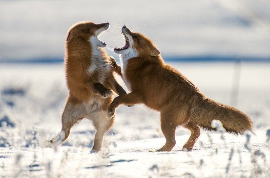 雪だ ピョーン あれ シーツを雪原と勘違いしたキツネが可愛すぎる ハフポスト News