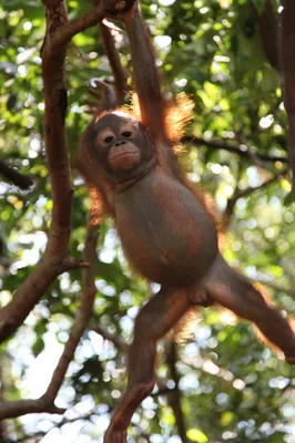 ボルネオの赤ちゃんオランウータン ハンターに撃たれて置き去りにされる ハフポスト News