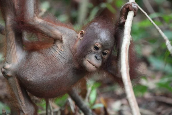 ボルネオの赤ちゃんオランウータン ハンターに撃たれて置き去りにされる ハフポスト News