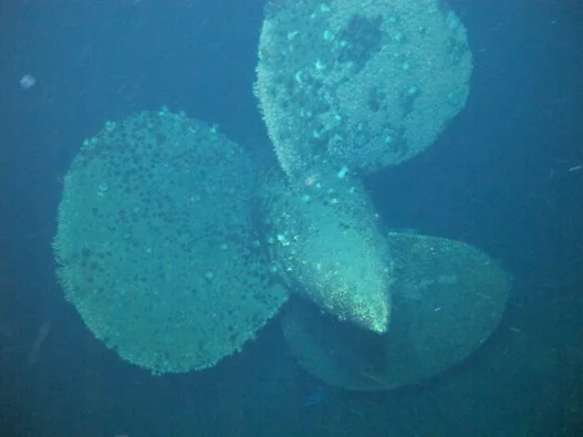 戦艦大和、これが最新映像だ。呉市が潜水調査、菊の紋章もクッキリ