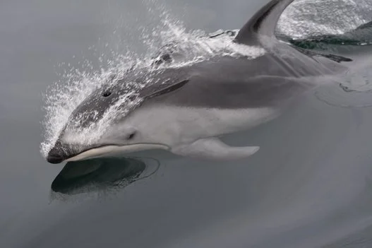 狭い水槽に人間の目 ボルチモアの水族館は決意した イルカのために ハフポスト News 狭い水槽に人間の目 ボルチモアの水族館は決意した イルカのために ハフポスト News