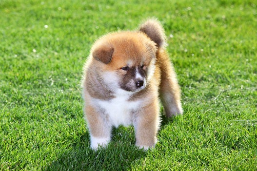 秋田犬の赤ちゃん こっちへおいで モフモフ画像集 ハフポスト News 秋田犬の赤ちゃん こっちへおいで モフモフ画像集 ハフポスト News