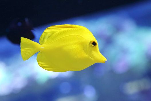 yellow tang fish or zebrasoma flavesenes in the water