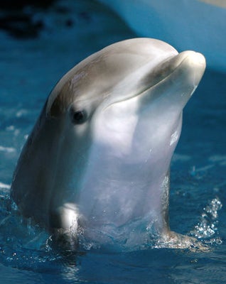 ピンクイルカが話題 生きたポケモンのようだ と海外は大喜び 画像 ハフポスト News