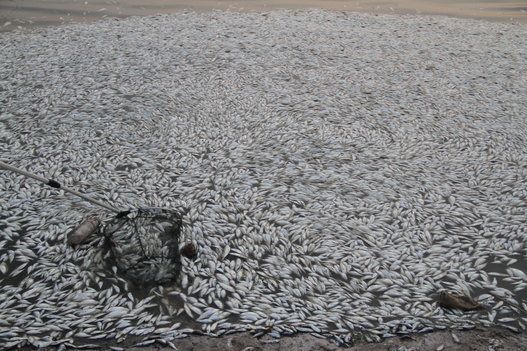 Mass Dead Fish Appear In Tianjin