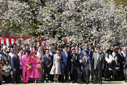 Japan Abe Cherry Blossoms