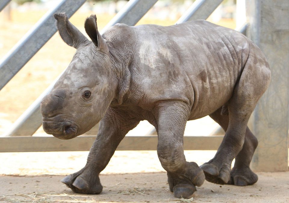 First baby white rhino born in UK