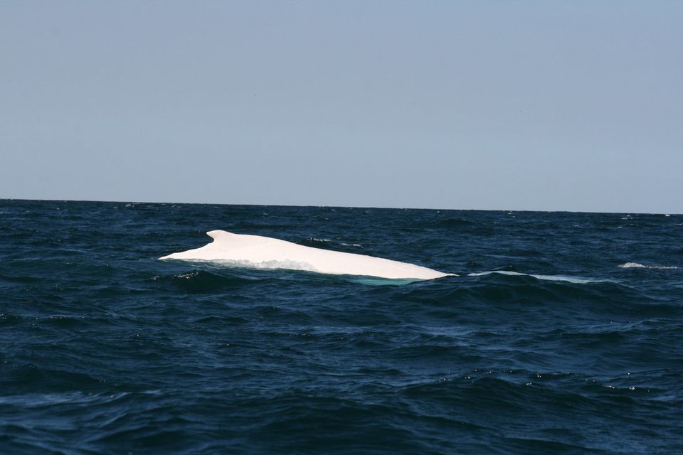 Migaloo The White Whale Spotted Off Byron Bay
