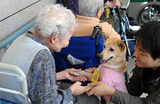 すべての犬たちの命を救い 輝かせてあげたい 殺処分を免れた子犬が 救助犬として活躍するまで ハフポスト News