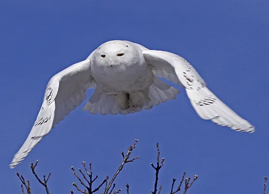 なんでフクロウはくるくる首を動かすの それはね ハフポスト News