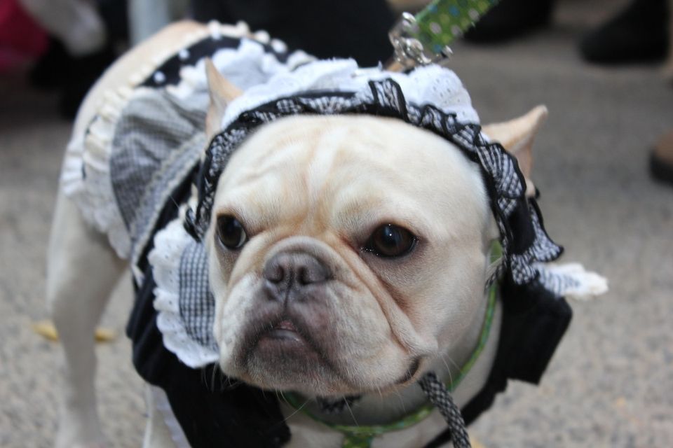 2013 NYC Halloween Dog Parade