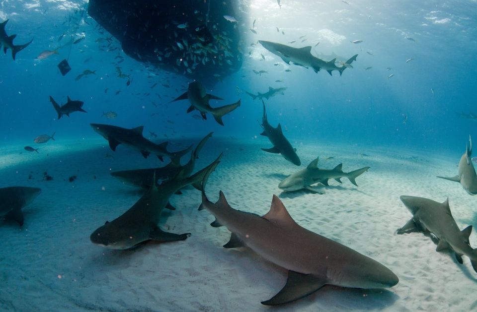 Lemon Sharks: The Florida Coast, USA