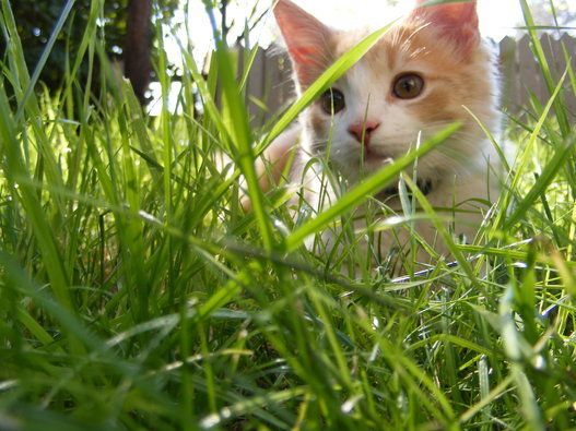 Kitten in the Grass