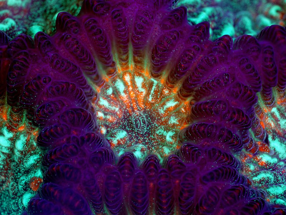 Green Brain Coral Under Water