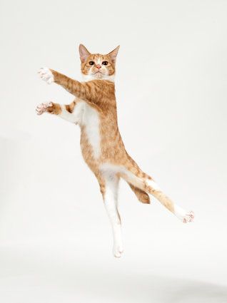 Ginger kitten jumping like dancer