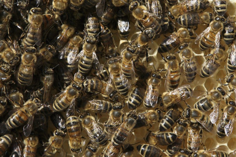 Colony Collapse Affects UKs Bee Population