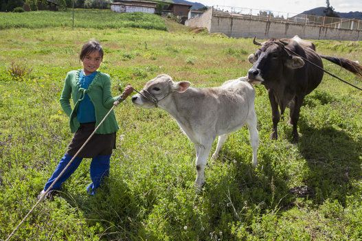 牛の世話をするペルーの女の子