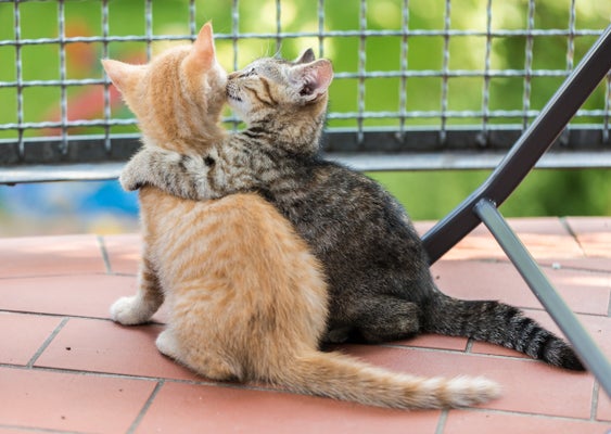 8月9日はハグの日 人間と動物がハグする画像集に癒される ハフポスト