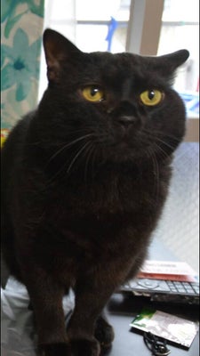 10月27日は 黒猫の日 黒猫というすばらしく美しい生き物をお祝いする日です ハフポスト 10月27日は 黒猫の日 黒猫というすばらしく美しい生き物をお祝いする日です ハフポスト
