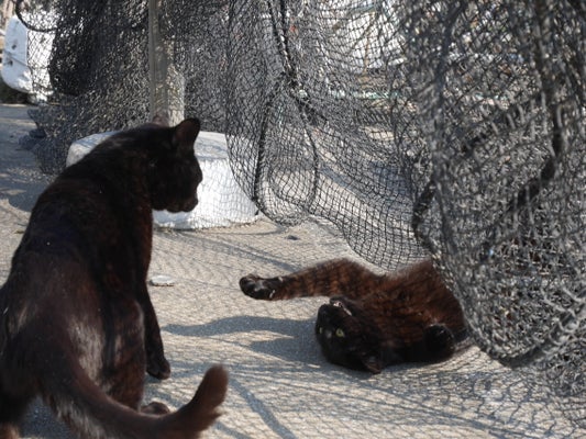 10月27日は 黒猫の日 黒猫というすばらしく美しい生き物をお祝いする日です ハフポスト