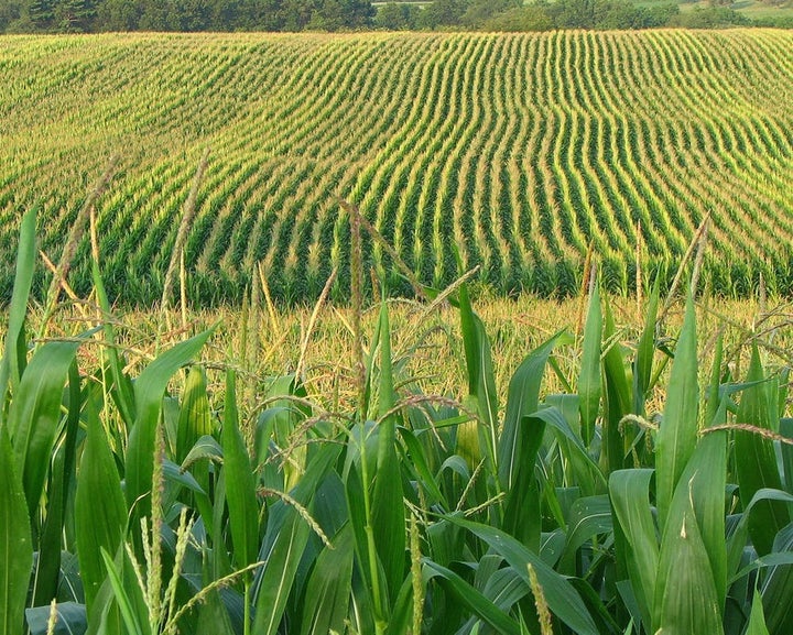 GM corn is widely planted in the United States already. fishhawk/flickr, CC BY