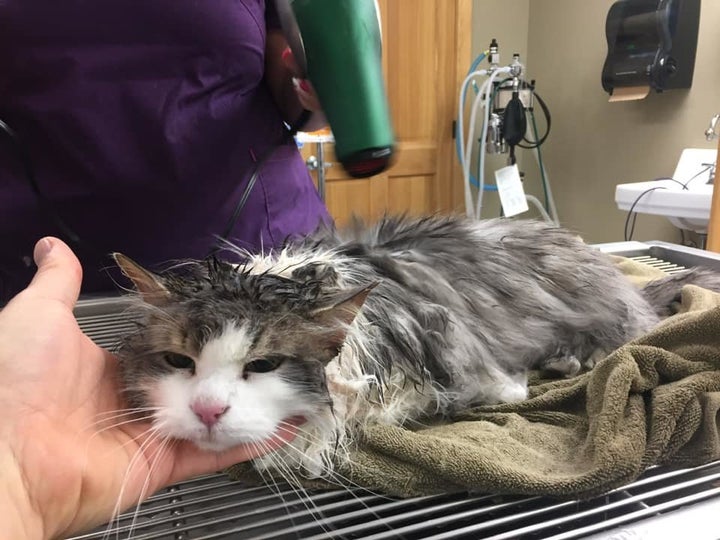 Fluffy getting warmed up with a hair dryer.