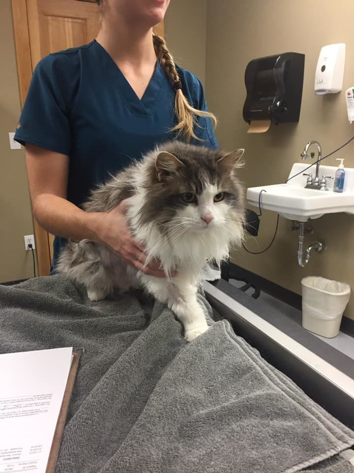 The healthy cat made a full recovery.