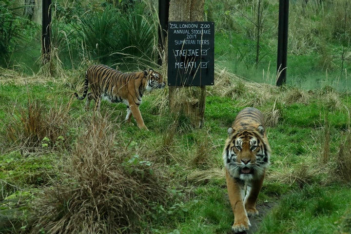 Melati (right) walks with her previous mate Jae Jae at the zoo.