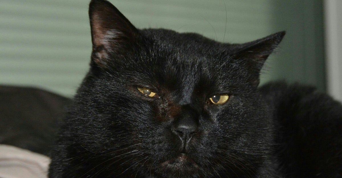 10月27日は 黒猫の日 黒猫というすばらしく美しい生き物をお祝いする日です ハフポスト