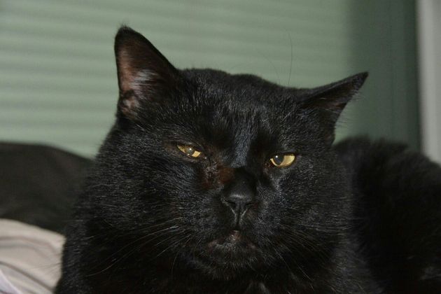 10月27日は 黒猫の日 黒猫というすばらしく美しい生き物をお祝いする日です ハフポスト