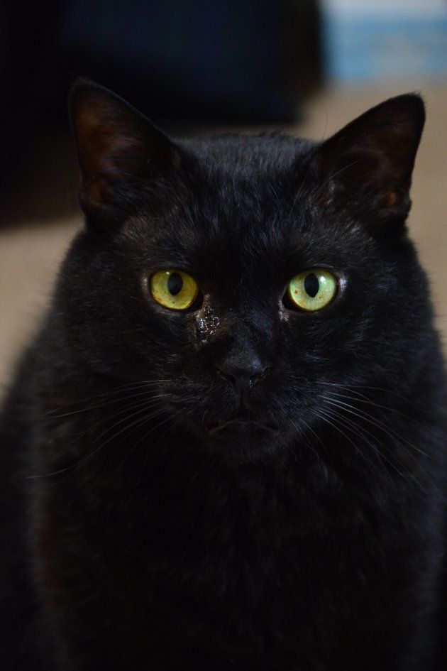 10月27日は 黒猫の日 黒猫というすばらしく美しい生き物をお祝いする日です ハフポスト News