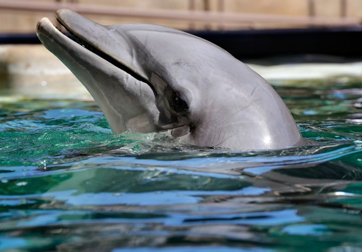 A dolphin in the water at Dolphinaris in Scottsdale, Arizona, in 2016.