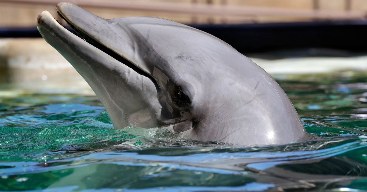 Дельфин какой звук. Дельфин-Афалина. Дельфин Афалина в дельфинарии. Кит и Дельфин. Нос дельфина.