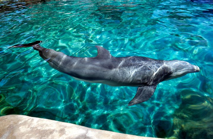 A dolphin swims in the water at Dolphinaris.