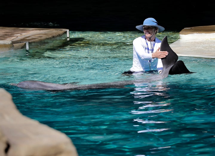 A trainer interacts with a dolphin at Dolphinaris.