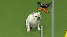 Rudy The Bulldog Is Doggone Determined In Westminster Agility Contest