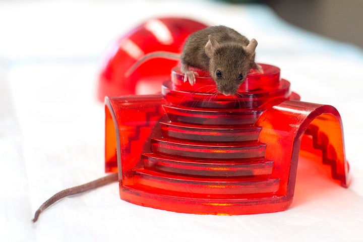 <p>Mice frolic in Richard Miller’s pathology and geriatrics lab at the University of Michigan. Miller heads one of the three labs funded by NIH to test anti-aging substances on mice. </p>