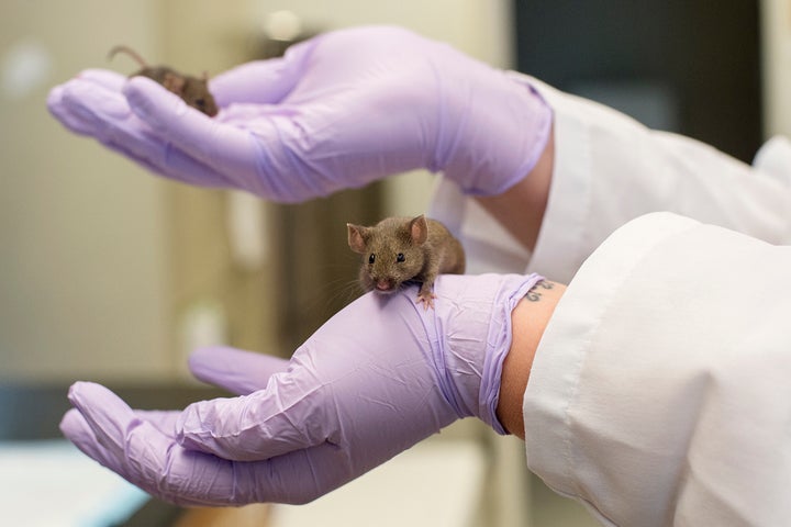 <p>A mouse in the pathology and geriatrics lab at the University of Michigan. </p>