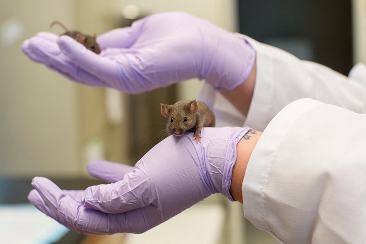 A mouse in the pathology and geriatrics lab at the University of Michigan. 