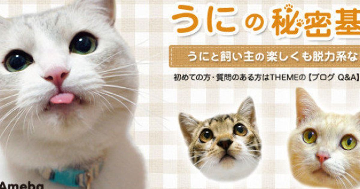 ブログで人気のアイドル猫 うに が天国へ 海外でも報じられる ハフポスト