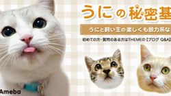 ブログで人気のアイドル猫 うに が天国へ 海外でも報じられる ハフポスト News