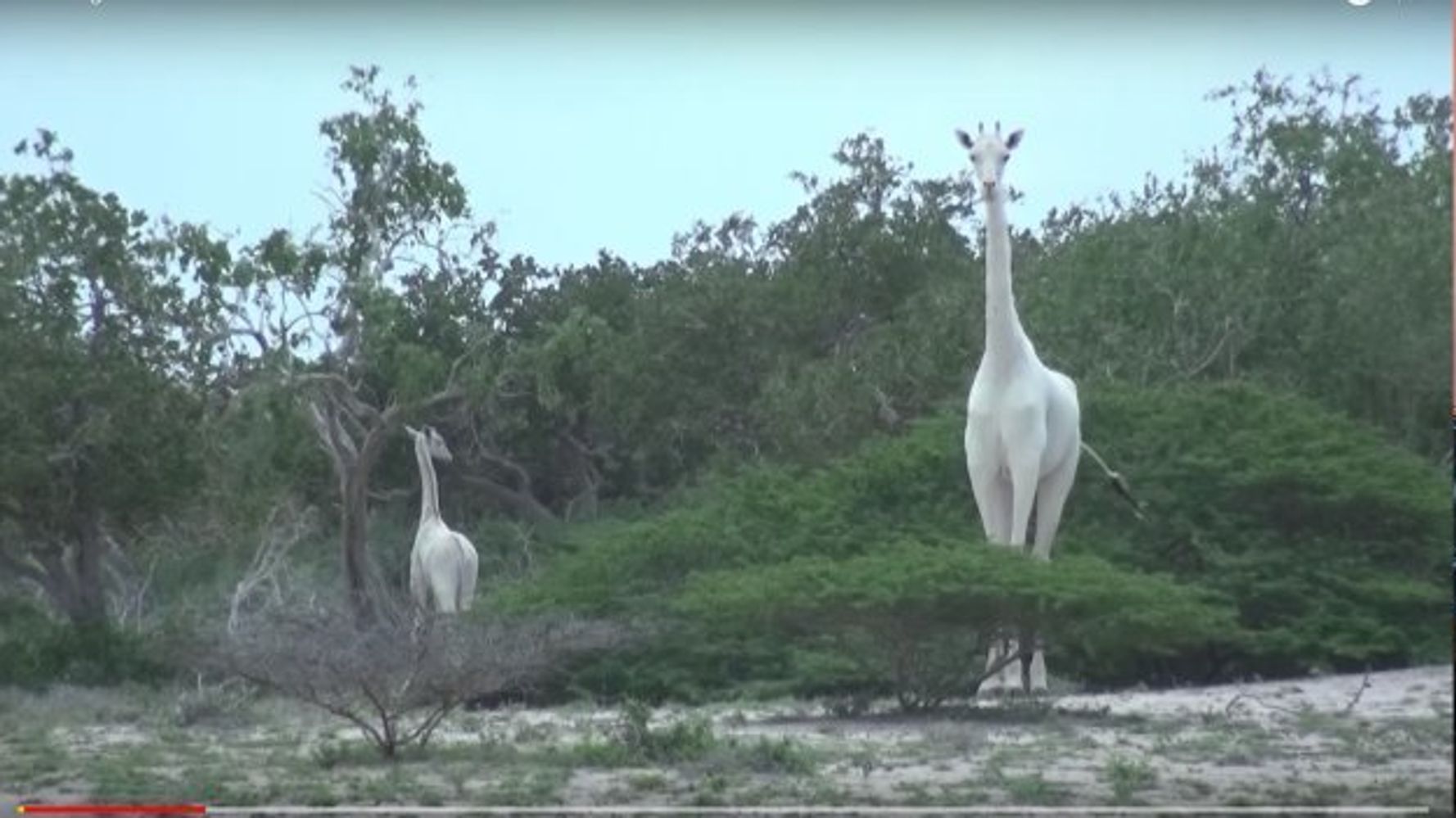 完全に神獣だ 世にも珍しい 白いキリン の親子 動画 ハフポスト