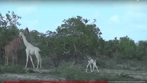 完全に神獣だ」 世にも珍しい“白いキリン“の親子（動画） | ハフポスト 特集