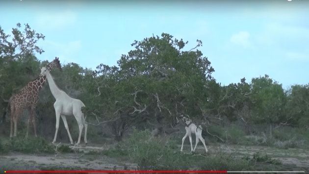 完全に神獣だ 世にも珍しい 白いキリン の親子 動画 ハフポスト