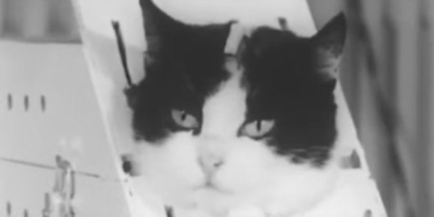 初めて宇宙に飛び立ったネコがいるって知ってた？  ハフポスト