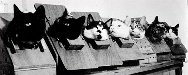 初めて宇宙に飛び立ったネコがいるって知ってた ハフポスト